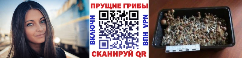 Псилоцибиновые грибы прущие грибы  где можно купить наркотик  Алагир 